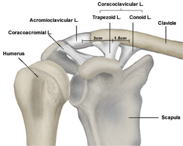 Acromioclavicular (AC) Joint Separations - Frisco, TX - Knee, Hip