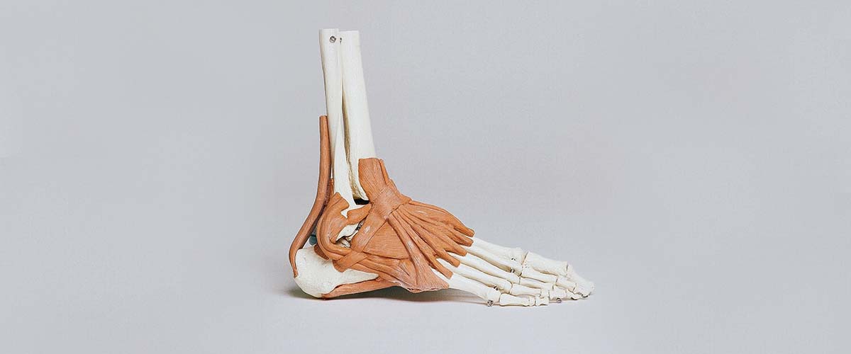 Illustration of the foot and ankle