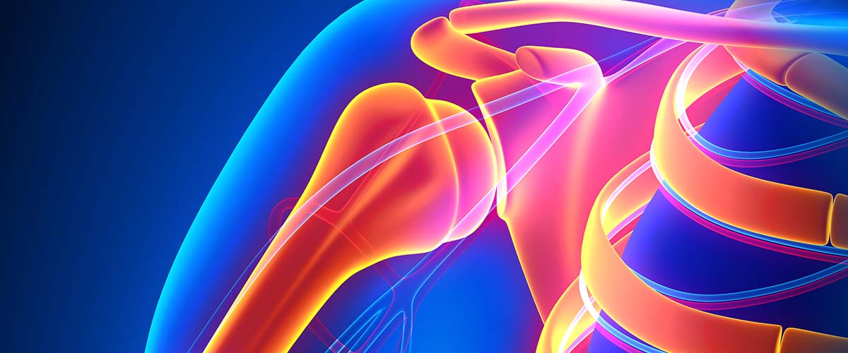 Illustration of the shoulder and elbow