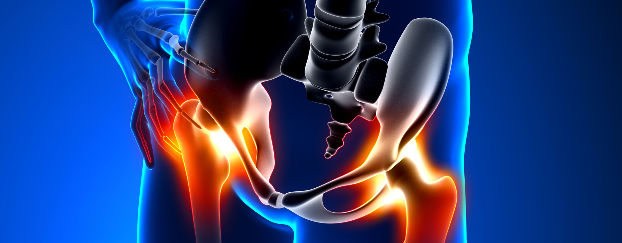 Illustration of the hip joint